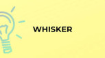 Whisker Words